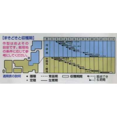 画像3: [シーダー種子]　みずな　京みぞれ　1粒×5cm間隔