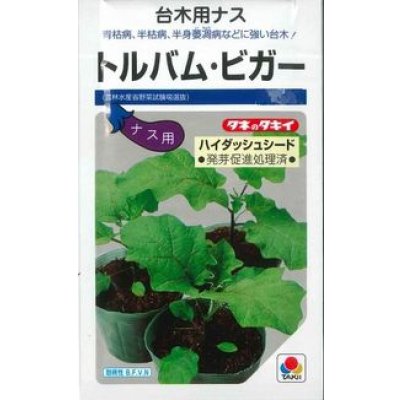 画像1: 送料無料 [台木/ナス用] トルバム・ビガー 1000粒 タキイ種苗