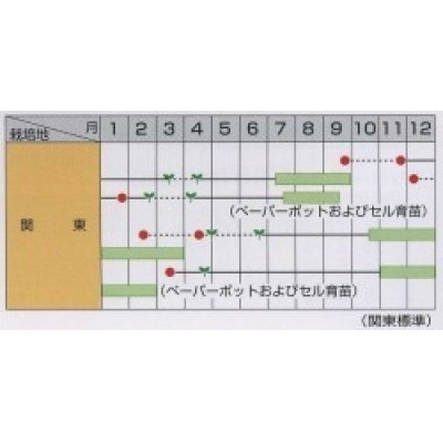 画像2: [ねぎ]　夏扇4号　約400粒　　（株）サカタのタネ　　実咲