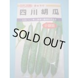 送料無料　[キュウリ]　四川胡瓜　12粒　カネコ種苗（株）
