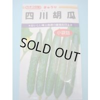送料無料　[キュウリ]　四川胡瓜　12粒　カネコ種苗（株）