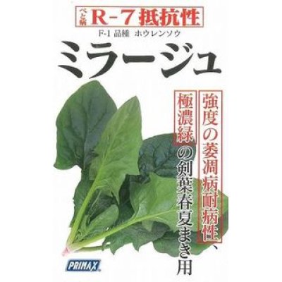 画像4: [ほうれんそう]　ミラージュ　約750粒　サカタのタネ（株）　実咲200