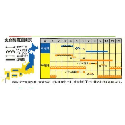 画像2: [ピーマン]　とんがりパワー　500粒　ナント種苗（株）