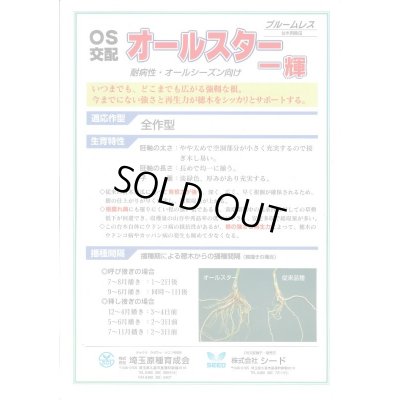 画像2: [台木/キュウリ用] オールスター一輝 20粒 （株）埼玉原種育成会