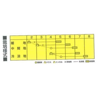 画像3: [枝豆]　福だるま　2000粒　　　カネコ育成