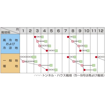 画像3: [ほうれんそう]　ミラージュ Lサイズ　2万粒　サカタ交配