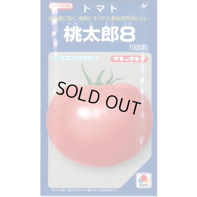 画像1: 送料無料　[トマト/桃太郎系]　桃太郎8　1000粒　貴種(コートしてません)　タキイ種苗(株)