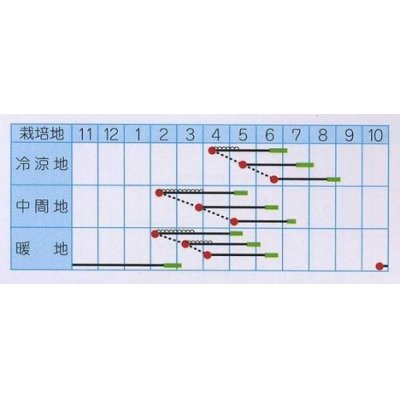 画像2: [大根]　味職人　20ｍｌ　（株）タカヤマシード