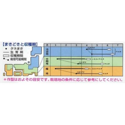 画像3: [大根]　トップランナー3.5ml　タキイ種苗（株）　DF　