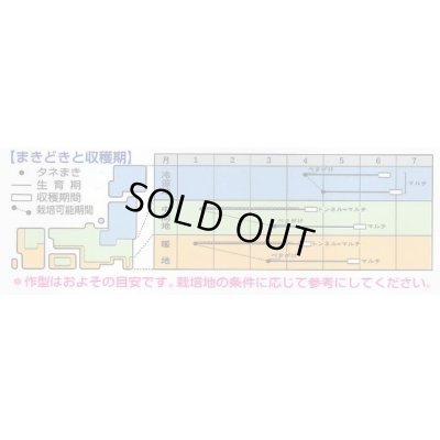 画像3: 送料無料　[大根]　トップランナー3.5ml　タキイ種苗(株)　DF