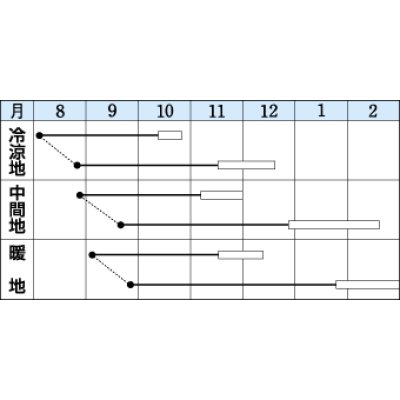 画像2: 送料無料　大根　冬どり聖護院　18ml　タキイ種苗(株)　DF