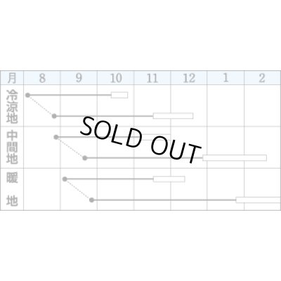 画像2: 送料無料　大根　冬どり聖護院　18ml　タキイ種苗(株)　DF