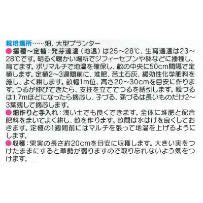 画像3: [キュウリ]　ずーっととれる　約16粒　サカタ交配　（実咲）　