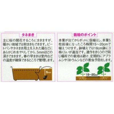 画像3: 花の種　アスター　松本クリアスカーレット　約190粒　（株）サカタのタネ　実咲250