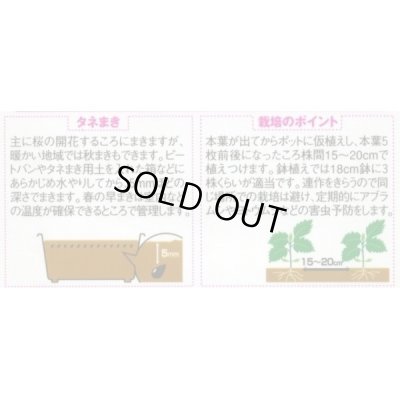 画像3: 送料無料　花の種　アスター　松本ピンク　約190粒　(株)サカタのタネ　実咲250（026208）