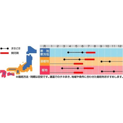 画像3: [ハーブの種]　カモミール　約4150粒　　サカタのタネ　実咲