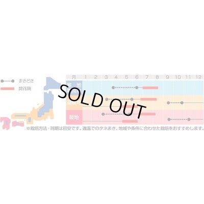 画像3: 送料無料　[ハーブの種]　カモミール　約4150粒　(株)サカタのタネ　実咲（003179）