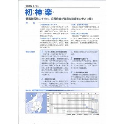画像2: 送料無料　大根　初神楽　3.5ml　タキイ種苗(株)　DF