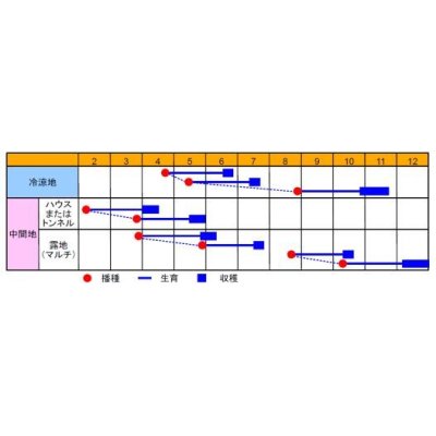 画像2: [大根]　四季姫２号　1000粒　渡辺交配