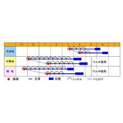 画像3: [大根]　春のきらめき　150粒　渡辺交配