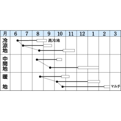 画像2: [大根]　ＹＲくらま　8ml　タキイ種苗(株)　DF