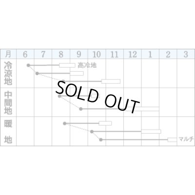 画像2: [大根]　ＹＲくらま　8ｍｌ　タキイ種苗（株）　DF　