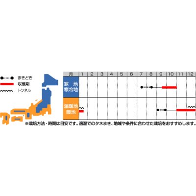 画像2: 送料無料　[大根]　紅化粧　20ml　(株)サカタのタネ