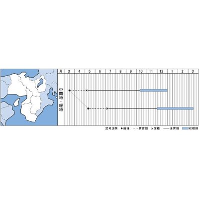 画像2: [ねぎ]　ホワイトタイガー　8ml　タキイ種苗（株）　DF