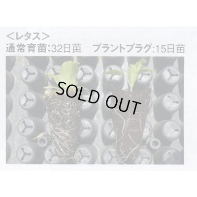 画像7: 接木・生産資材　プラントプラグ　406穴　Jiffy