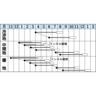 画像3: [シーダー種子]　にんじん　向陽二号　1粒×6cm間隔　