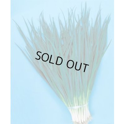 画像2: 送料無料　[ねぎ]　浅黄系九条　1dl(3250粒)　タキイ種苗(株)