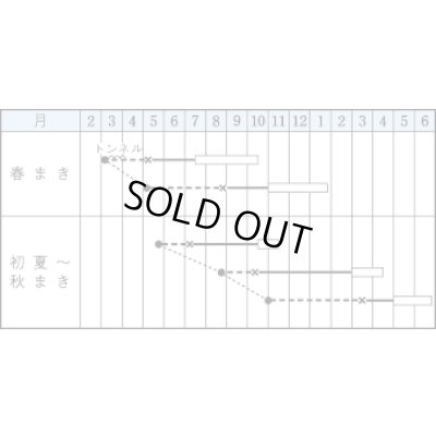 画像3: 送料無料　[ねぎ]　浅黄系九条　1dl(3250粒)　タキイ種苗(株)