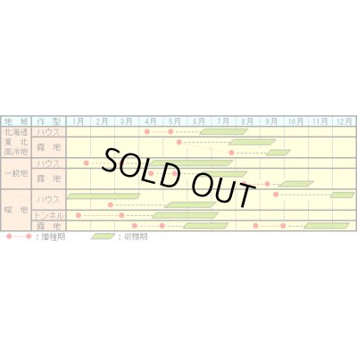 画像2: [いんげん]　ベストクロップキセラ　2000粒　雪印種苗
