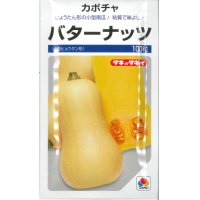 [かぼちゃ]　バターナッツ　100粒　タキイ種苗（株）