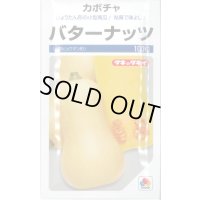 送料無料　[かぼちゃ]　バターナッツ　100粒　タキイ種苗(株)