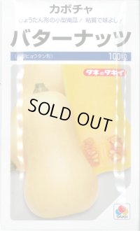送料無料　[かぼちゃ]　バターナッツ　100粒　タキイ種苗(株)