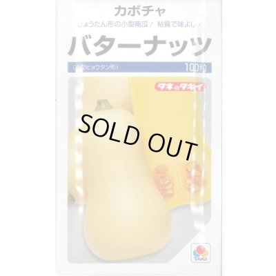画像1: 送料無料　[かぼちゃ]　バターナッツ　100粒　タキイ種苗(株)
