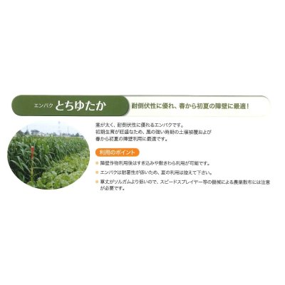 画像4: [緑肥]　エンバク　とちゆたか　1kg　雪印種苗(株)