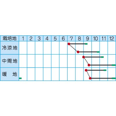 画像2: 送料無料　[大根]　おでん用大根　4ml　(株)タカヤマシード