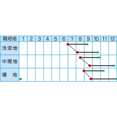 画像2: [大根]　夏仕立大根　4ml　（株）タカヤマシード