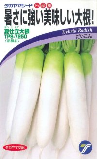 [大根]　夏仕立大根　4ml　(株)タカヤマシード