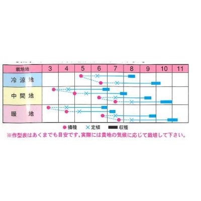 画像2: [キャベツ]　味珠　130粒　渡辺交配