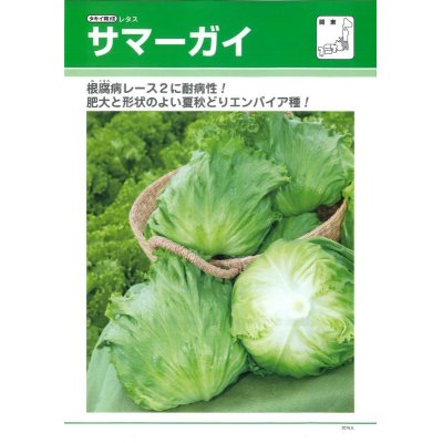 画像2: [レタス]　サマーガイ　　ペレット5000粒　タキイ種苗（株）