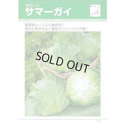 画像2: [レタス]　サマーガイ　ペレット種子　5000粒　タキイ種苗(株)