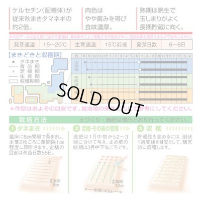 画像2: [たまねぎ]　ケルたま　4.5ml （約390粒）タキイ種苗（株）　DF　