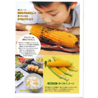 画像5: [とうもろこし]　わくわくコーン82　2000粒　カネコ種苗（株）