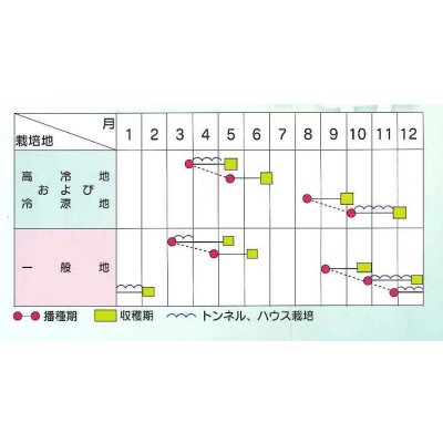 画像4: 送料無料　[中国野菜]　チンゲンサイ　艶帝　20ml　(株)サカタのタネ
