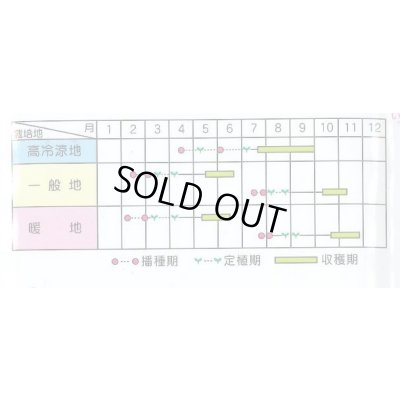 画像5: 送料無料　[ブロッコリー]　サマードーム　2000粒　(株)サカタのタネ