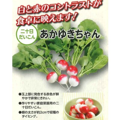 画像3: 送料無料　[大根]　はつかだいこん　あかゆきちゃん　2dl　（株）大和農園