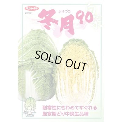 画像2: [白菜]　冬月90　ペレット150粒　サカタ交配